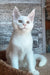 Marsik | maine coon kitten