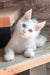 Marsik | maine coon kitten