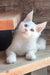 Marsik | maine coon kitten