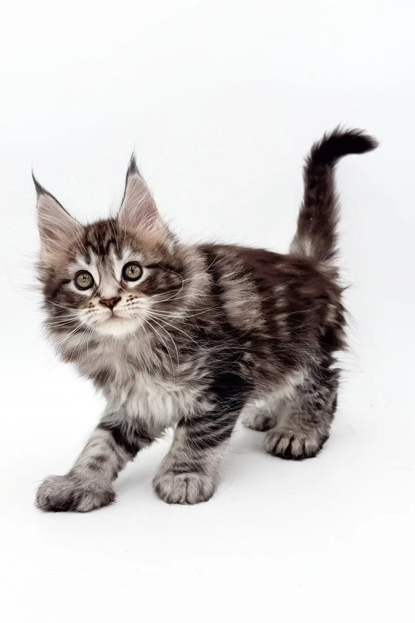 Gray tabby Maine Coon kitten named Marsy with cute polydactyl paws