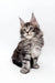 Gray tabby Maine Coon kitten from Marsy Polydactyl Maine Coon Kitten collection