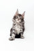 Gray tabby Maine Coon kitten Marsy is super cute and polydactyl