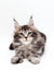 Gray tabby Maine Coon kitten named Marsy with cute polydactyl paws