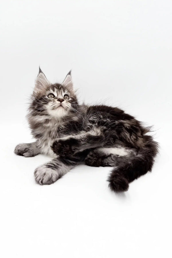 Cute Gray Tabby Maine Coon kitten, Marsy, with extra toes and fluffy fur