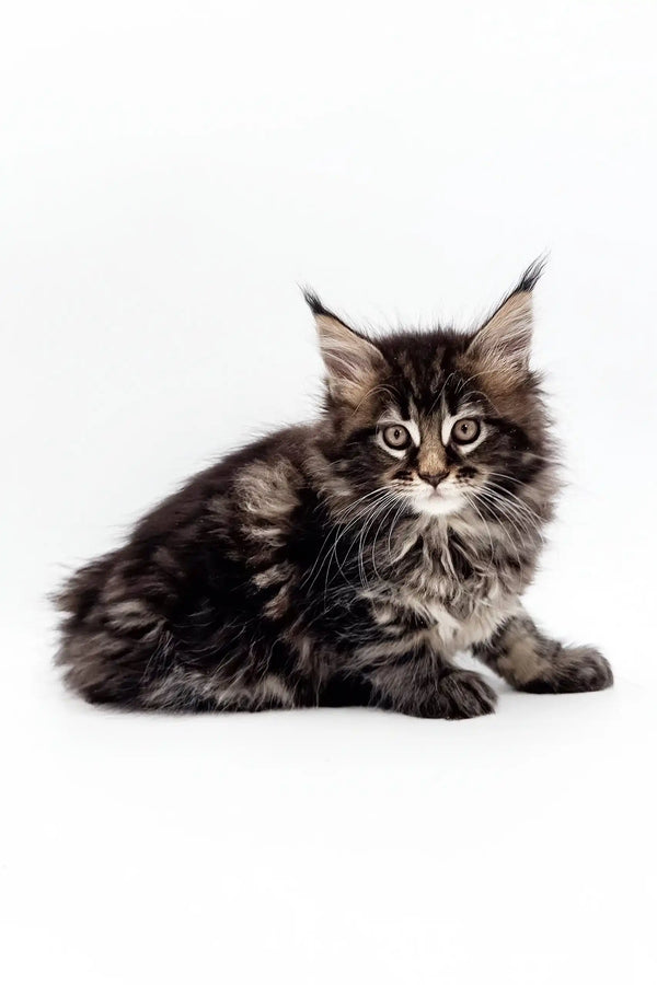 Fluffy gray tabby kitten Marta, an adorable Maine Coon in a playful pose