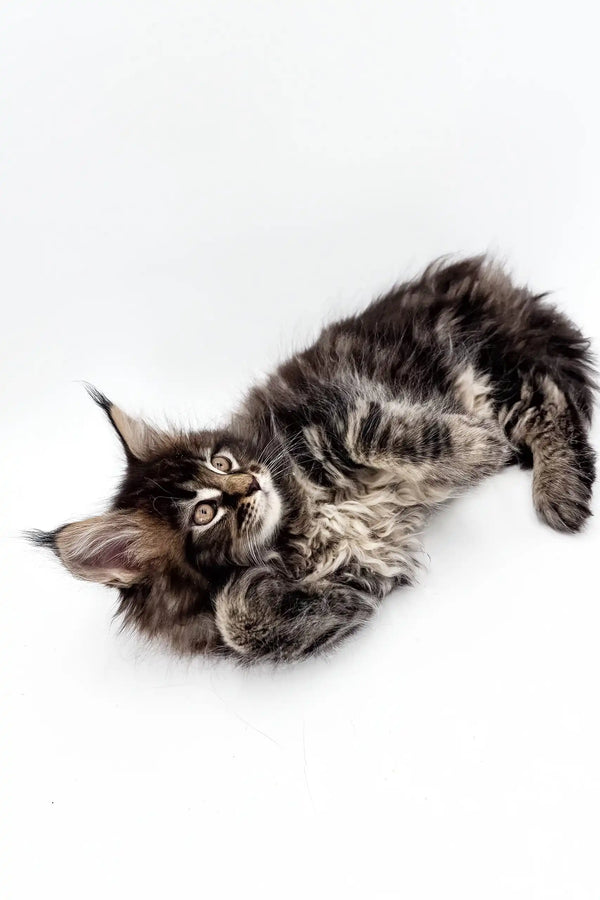 Fluffy tabby kitten Marta from the Maine Coon breed, looking adorable while lying down