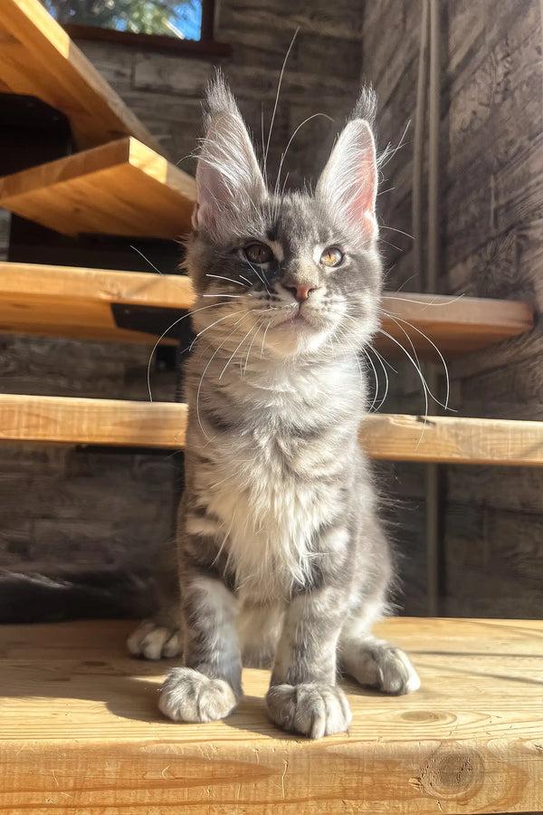Gray tabby Maine Coon kitten named Marti lounging cutely on a fluffy blanket