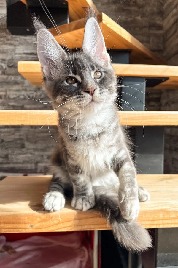 Gray tabby kitten with pointed ears in the Marti Maine Coon Kitten product