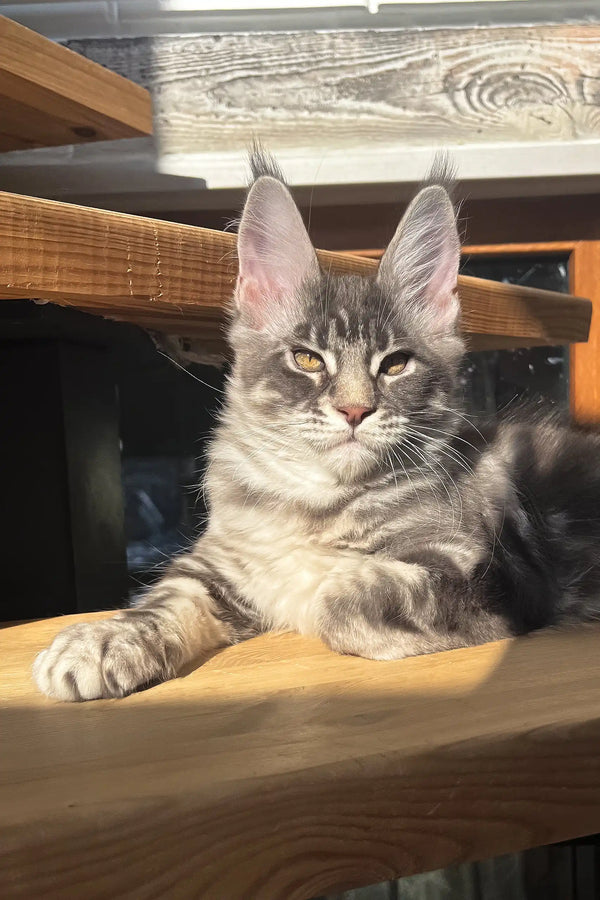 Gray tabby Maine Coon kitten Marti lounging cutely and ready for a new home