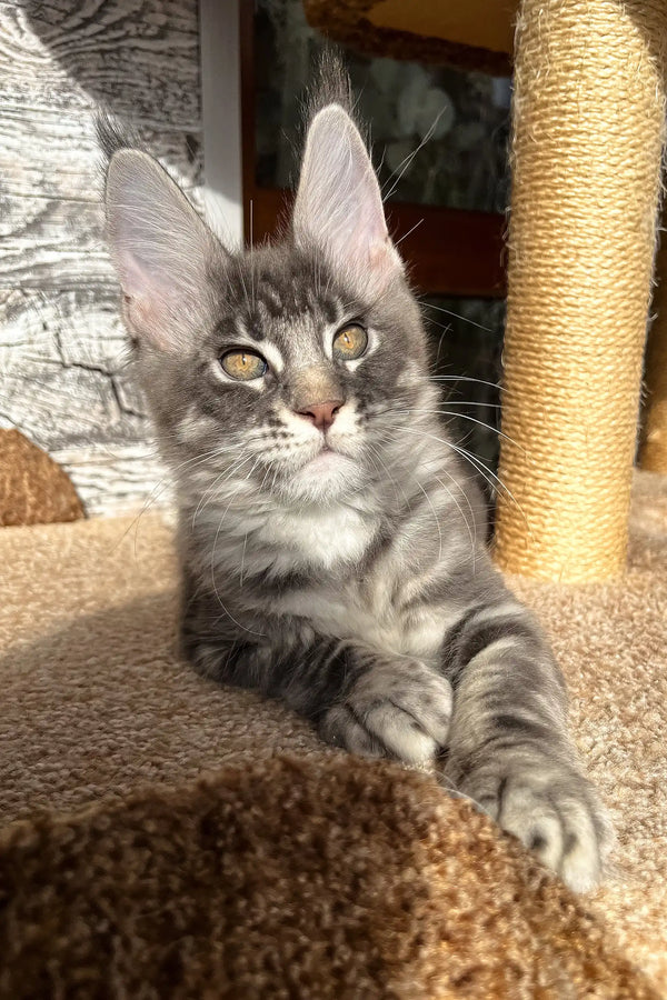 Cute Gray Tabby Kitten named Marti from Maine Coon breed collection