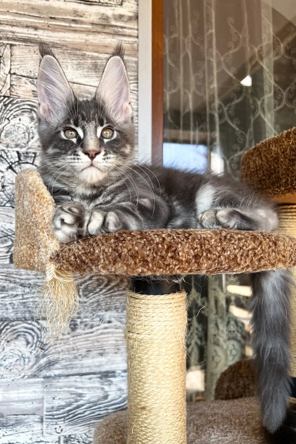 Gray tabby Maine Coon kitten named Marti lounging cutely in a cozy spot