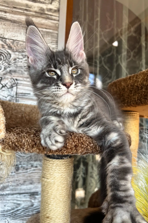 Gray tabby Maine Coon kitten Marti looking cute and playful