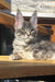 Gray tabby Maine Coon kitten in Marti, a cute and playful companion