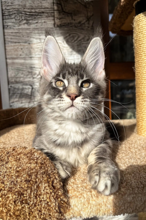 Gray tabby Maine Coon kitten Marti looking adorable and playful