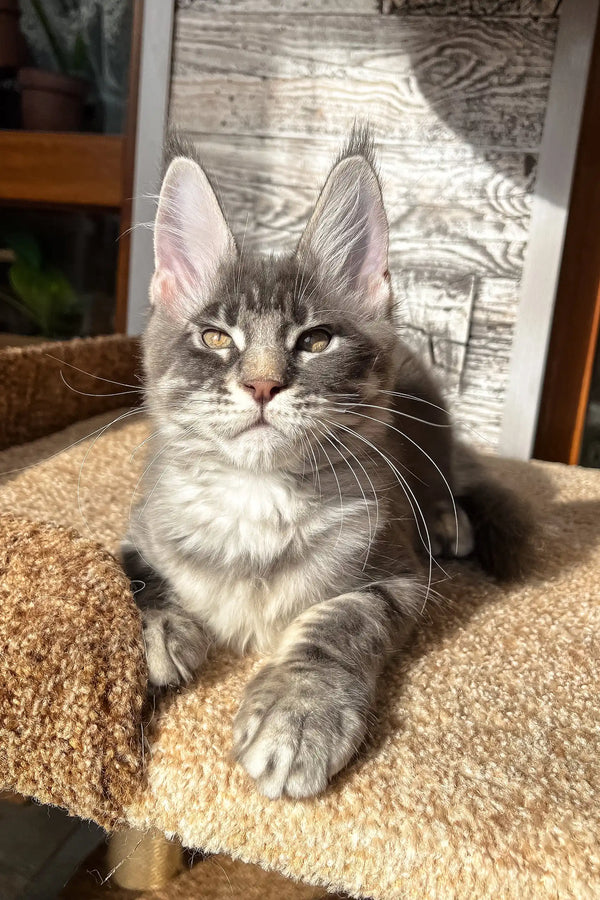Gray tabby Maine Coon kitten named Marti looking adorable and playful