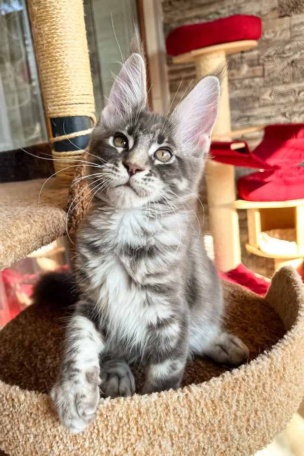 Gray tabby kitten from Marti, the adorable Maine Coon Kitten product