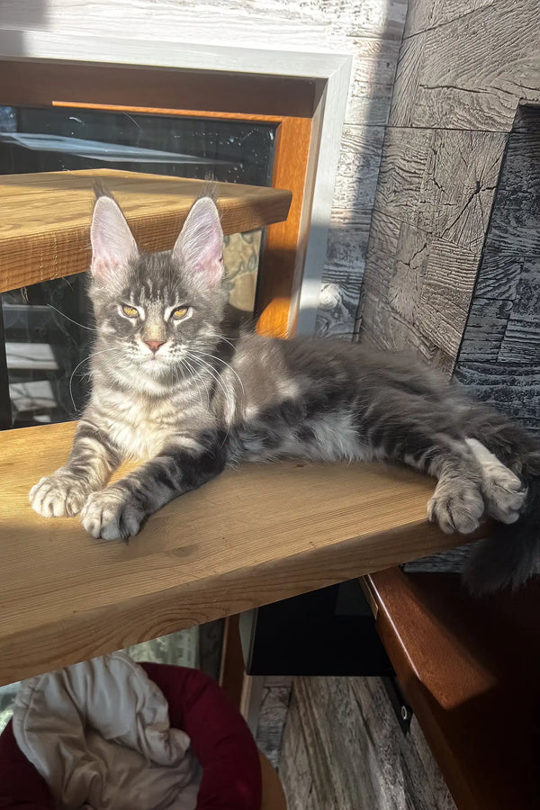 Gray tabby cat with big ears in Marti, the adorable Maine Coon kitten product