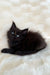 Black Maine Coon kitten with bright blue eyes lounging on a cozy surface