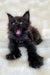 Yawning Maine Coon kitten with fluffy fur and bright blue eyes, super adorable!