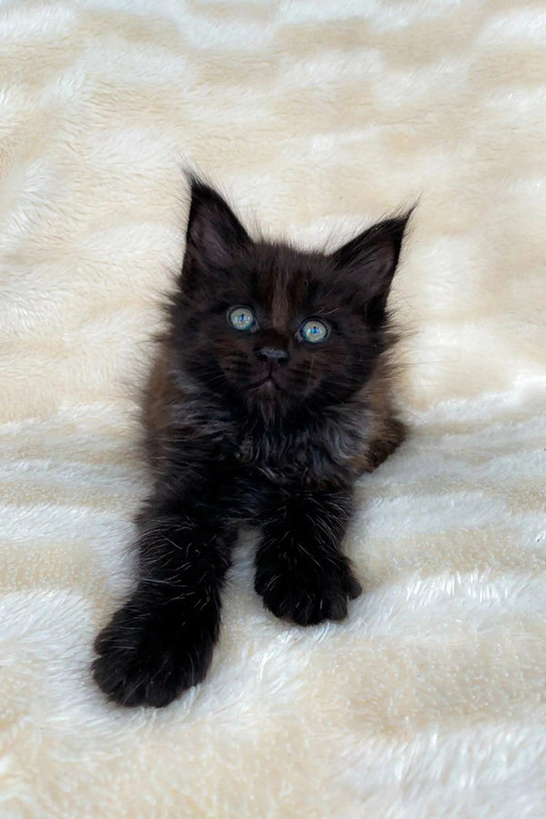 Adorable black Maine Coon kitten with bright blue eyes and fluffy fur