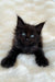 Adorable black Maine Coon kitten with bright blue eyes and fluffy fur