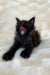 Black Maine Coon kitten Martie yawning cutely with mouth wide open