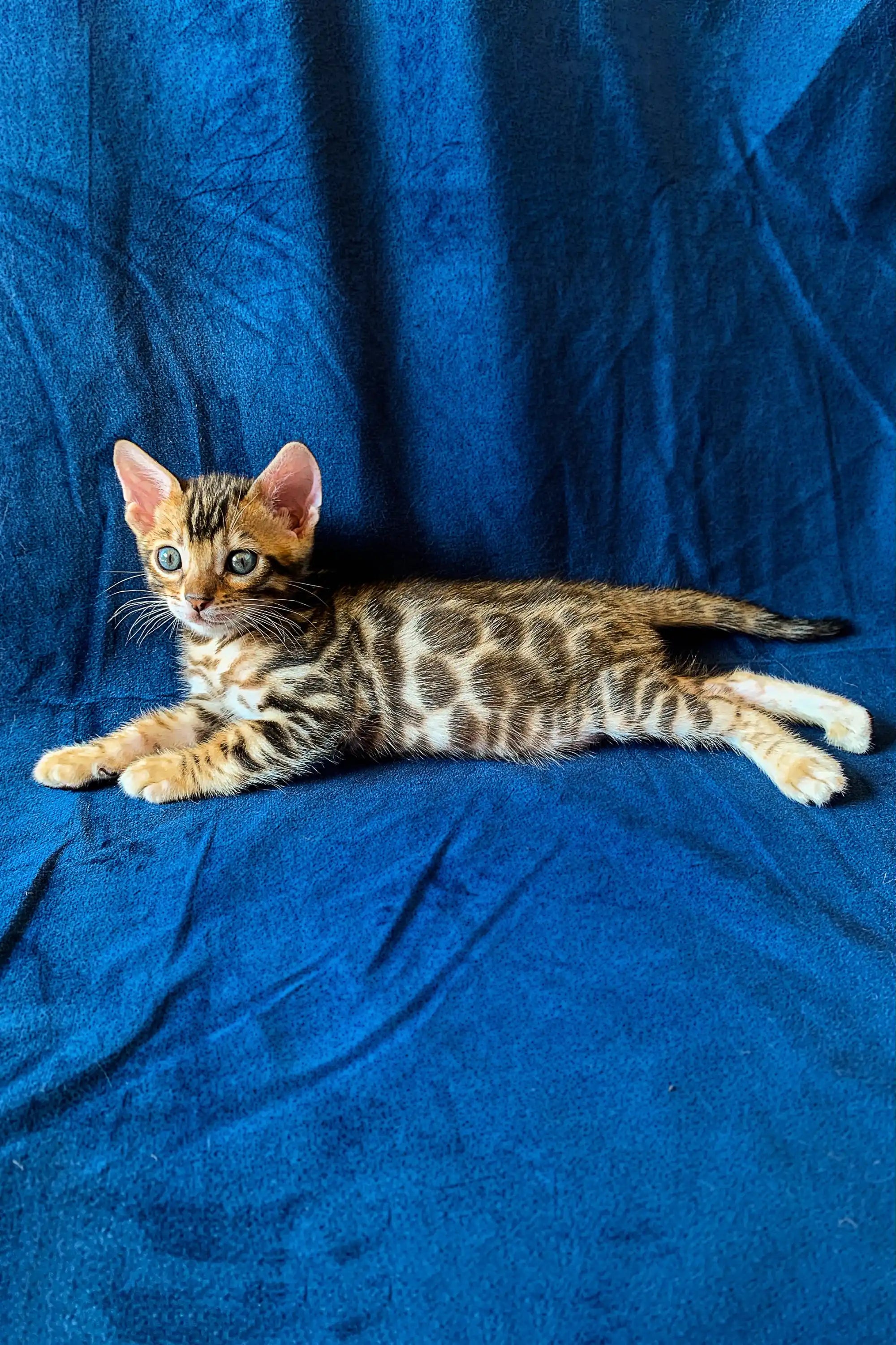 Fall in Love with Martin the Bengal Kitten Purebred Kitties