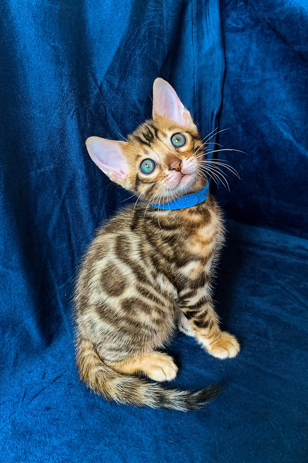 Bengal kitten Martin with blue eyes and collar against a blue backdrop