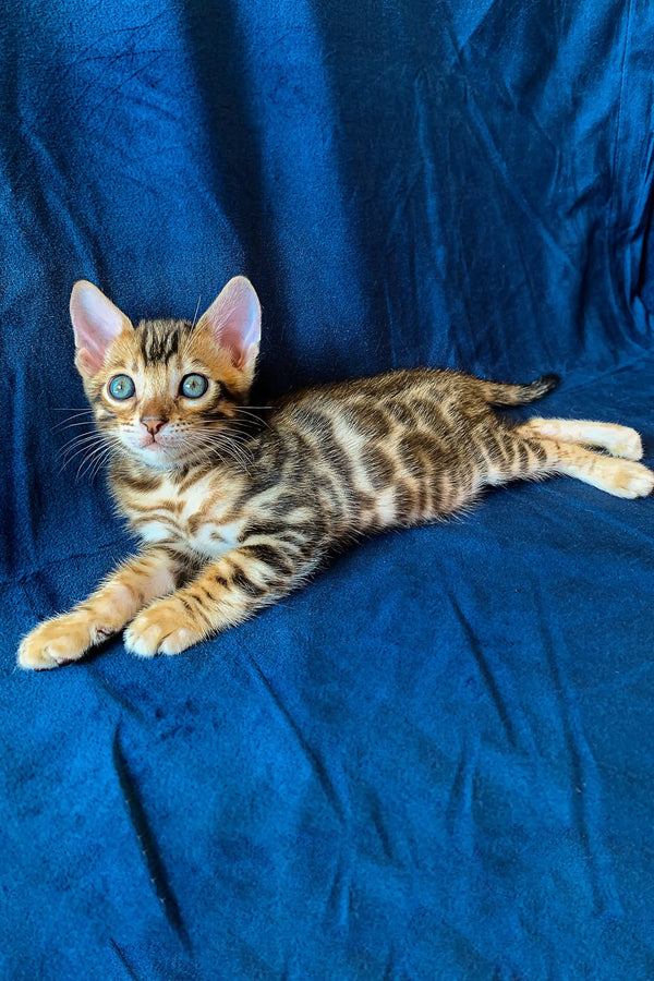 Adorable Bengal kitten Martin with green eyes lounging on blue fabric