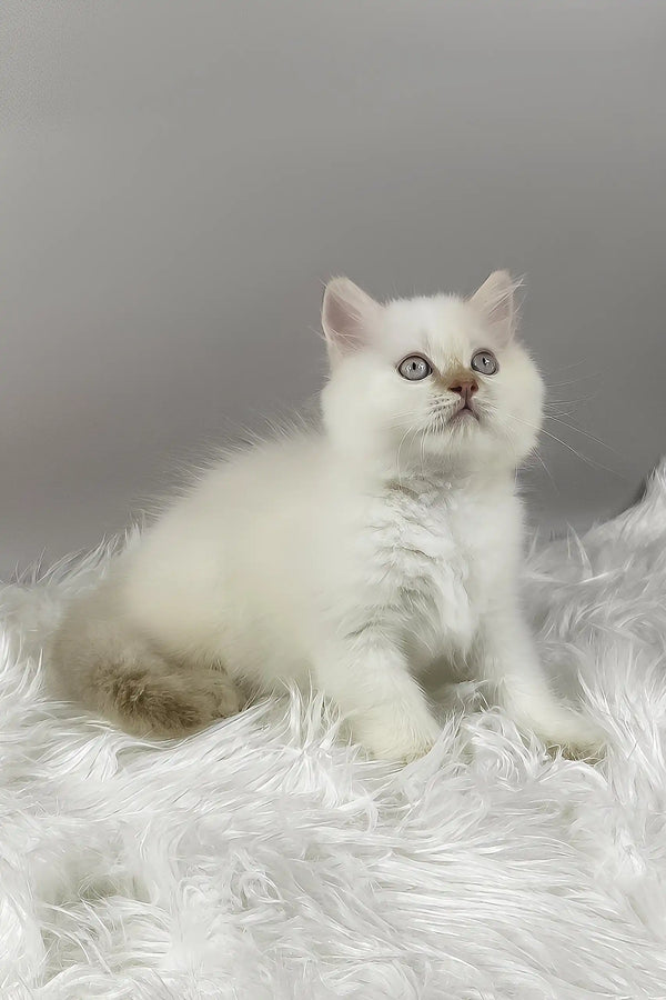 Martin | british longhair kitten