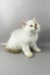 Martin | british longhair kitten