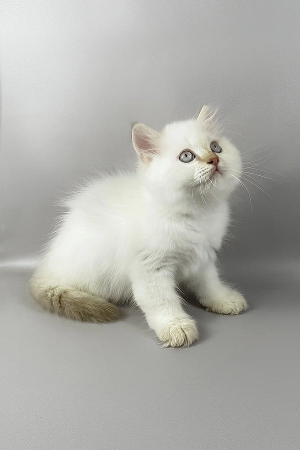 Martin | british longhair kitten
