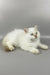 Martin | british longhair kitten