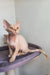 Adorable Hairless Devon Rex Kitten named Martin with big ears and cute expression