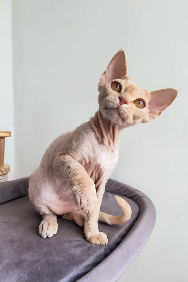 Cute Hairless Devon Rex Kitten named Martin with big ears ready for adoption