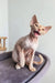 Hairless Devon Rex kitten named Martin with an adorable open mouth expression