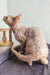 Hairless Devon Rex kitten named Martin with adorable wrinkled skin