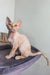 Light-furred Devon Rex cat named Martin looking adorable as a kitten