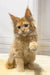 Fluffy Maine Coon kitten with big ears and cute eyes sitting upright