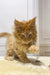 Ginger Maine Coon kitten with fluffy fur playfully reaching out with its paw