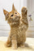 Fluffy Maine Coon kitten named Martin playfully raising its paw in a cute pose