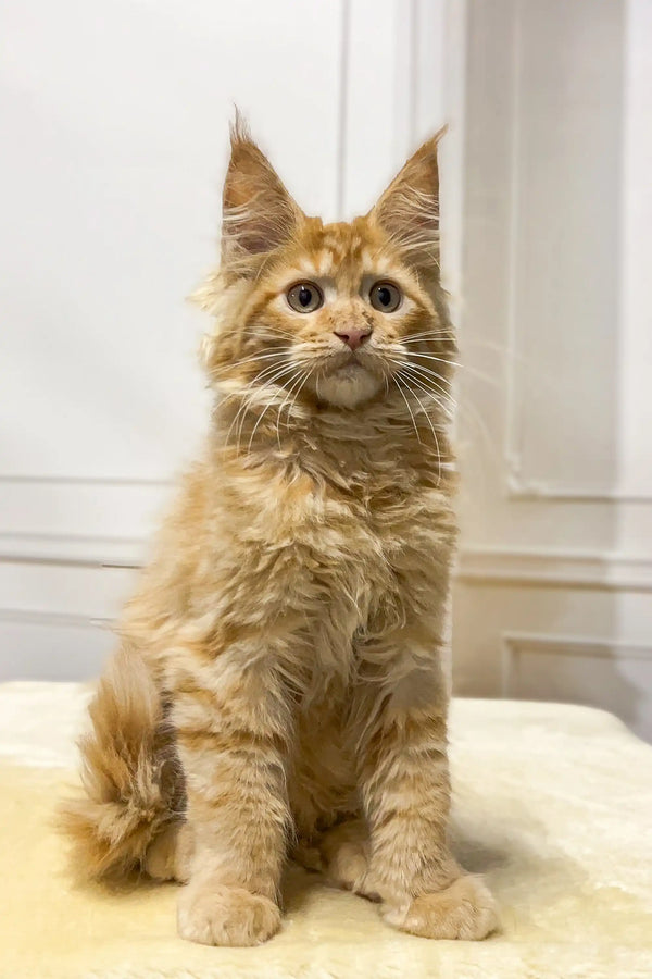 Fluffy orange Maine Coon kitten with ear tufts, perfect for Martin | Maine Coon Kitten