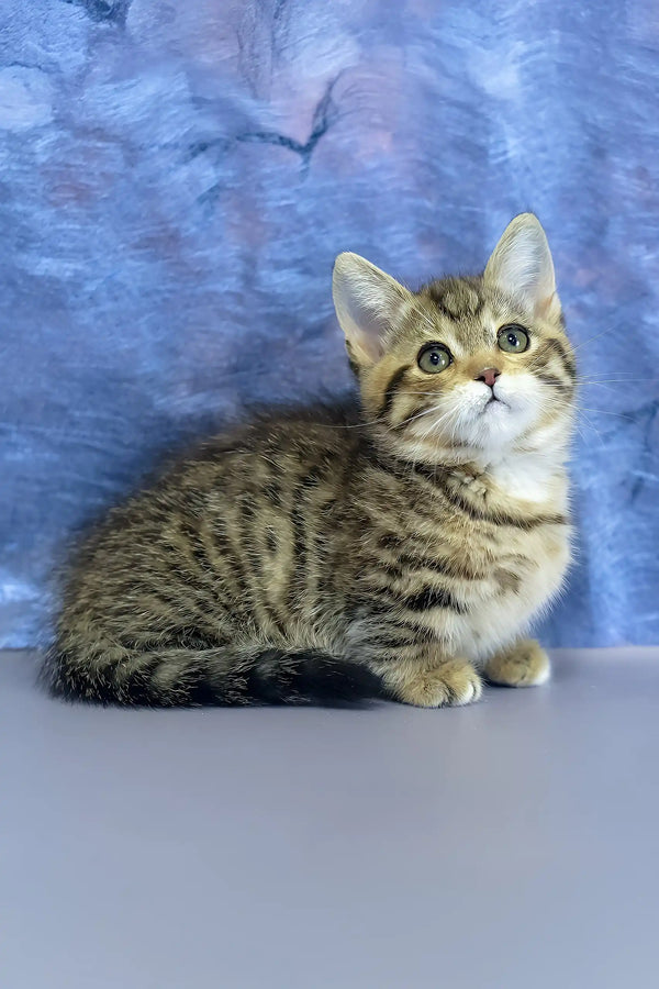 Martin | munchkin kitten