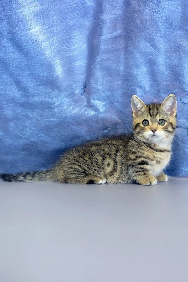 Martin | munchkin kitten