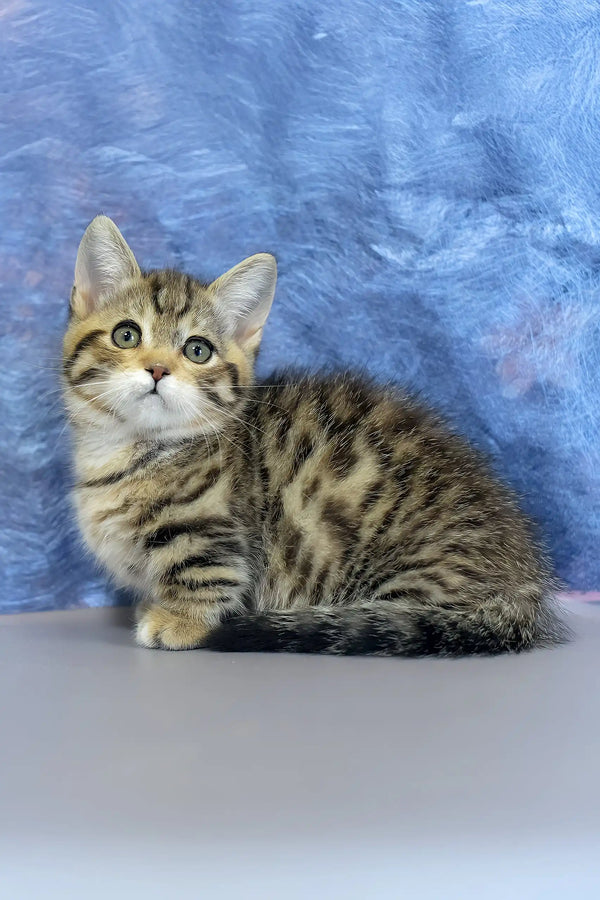 Martin | munchkin kitten