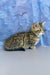 Martin | munchkin kitten