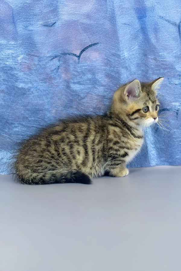 Martin | munchkin kitten