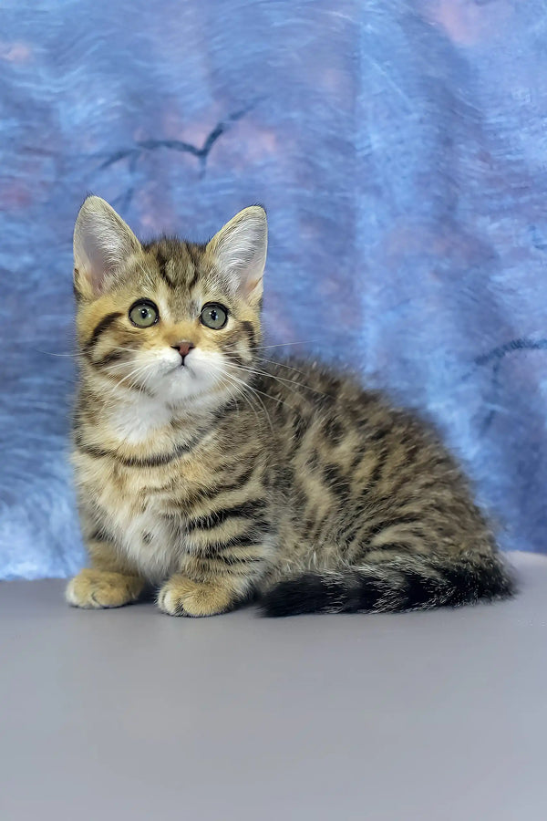 Martin | munchkin kitten