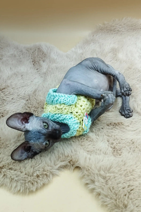 Sphynx cat in mint and yellow sweater lying down, Martin the Sphynx Kitten