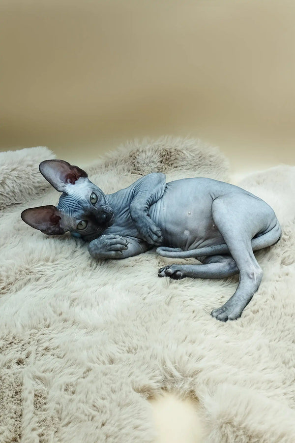 Hairless Sphynx cat Martin lounging on its side, looking super chill and relaxed